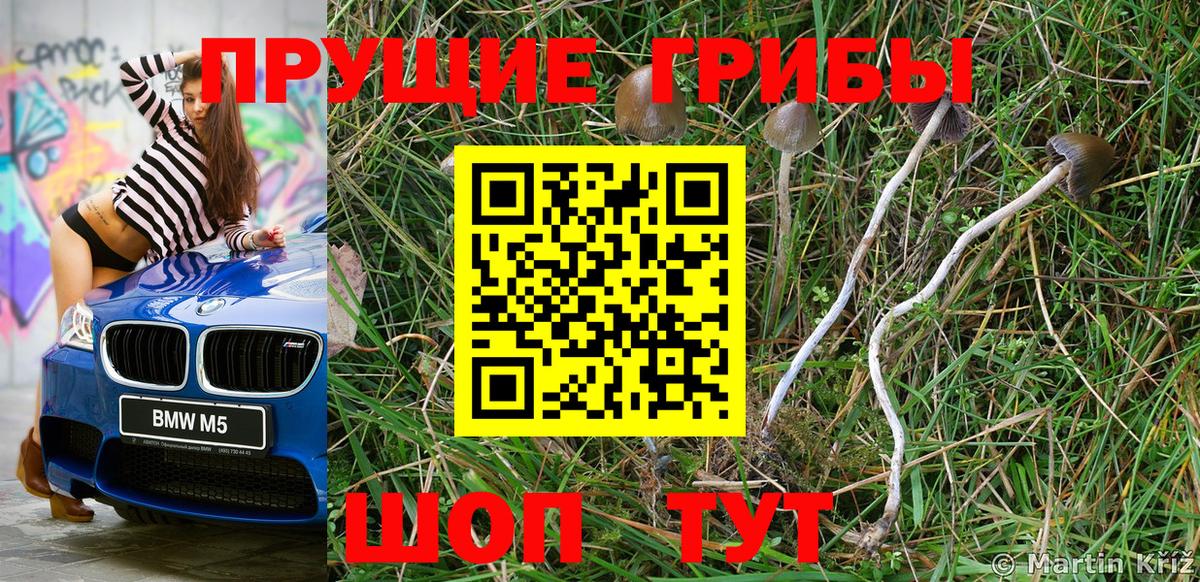 Псилоцибиновые грибы Psilocybe Рубцовск